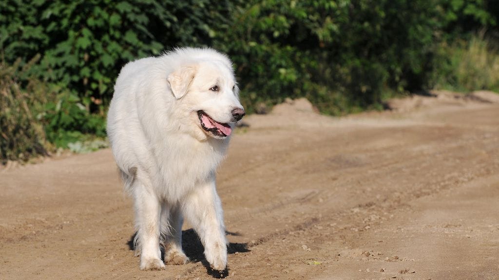 Koira teki kymmenien kilometrien matkan kahdesti päästäkseen takaisin kotiin. Kuvituskuva.