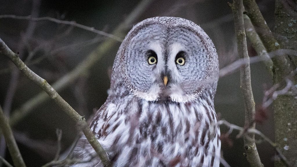 lapinpöllö, linnut