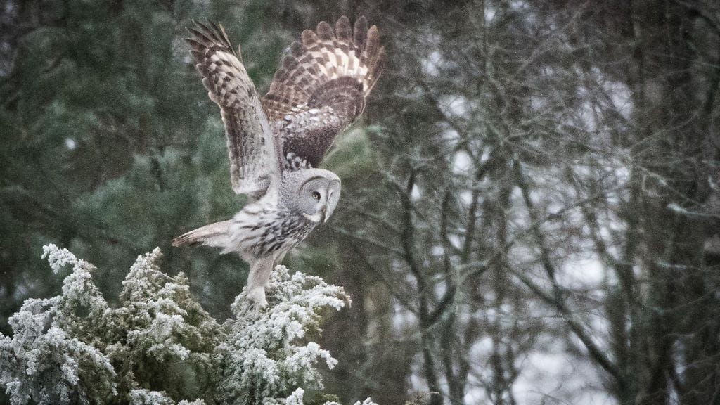 lapinpöllö, linnut, pöllöt