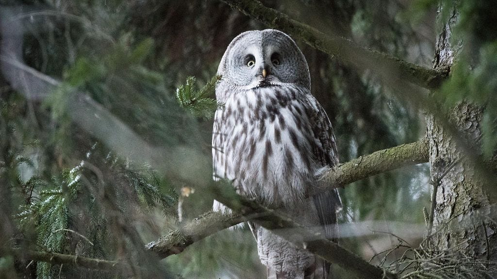 lapinpöllö, linnut, pöllöt, Viikki