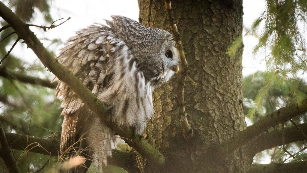 lapinpöllö, linnut, Viikki, pörhistely
