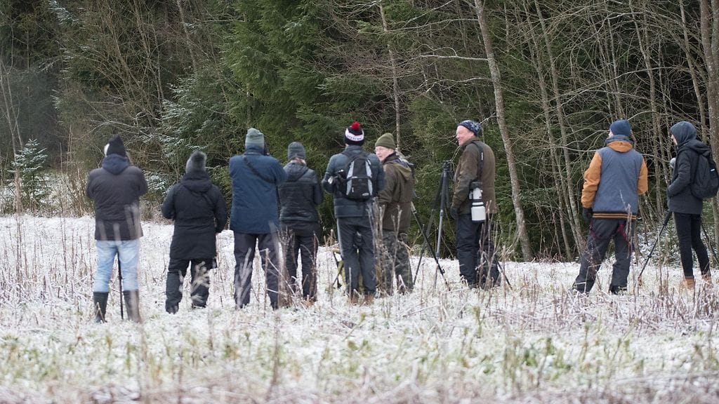 Lintuharvinaisuudet houkuttelevat lähistölleen paljon lintuharrastajia ja -kuvaajia. Valtaosa käyttäytyy asiallisesti, mutta jotkut saattavat hakea kuvakulmia liian läheltä lintua.