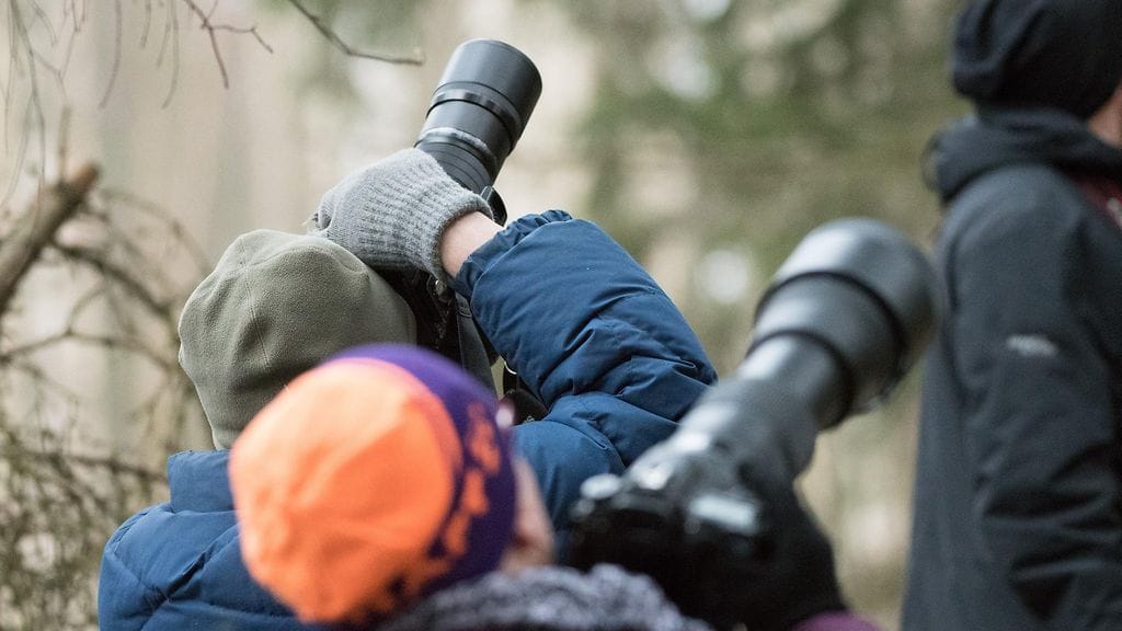 lapinpöllö, linnut, pöllöt, Viikki, kuvaajat, lintuharrastus