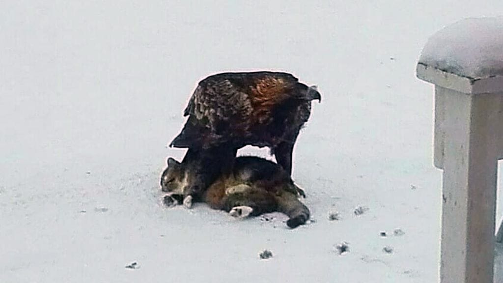 Maakotka tappoi kissan ranualaisen omakotitalon pihalle maanantaina.