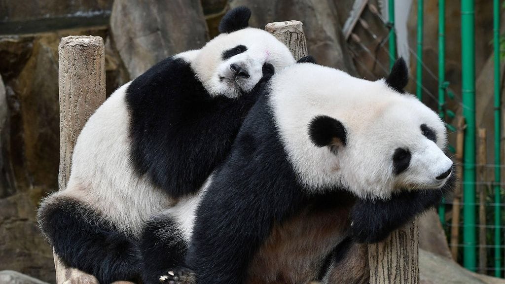 Pandadiplomatiaa. Kuvassa Malesiassa asuvia pandoja vuonna 2015.
