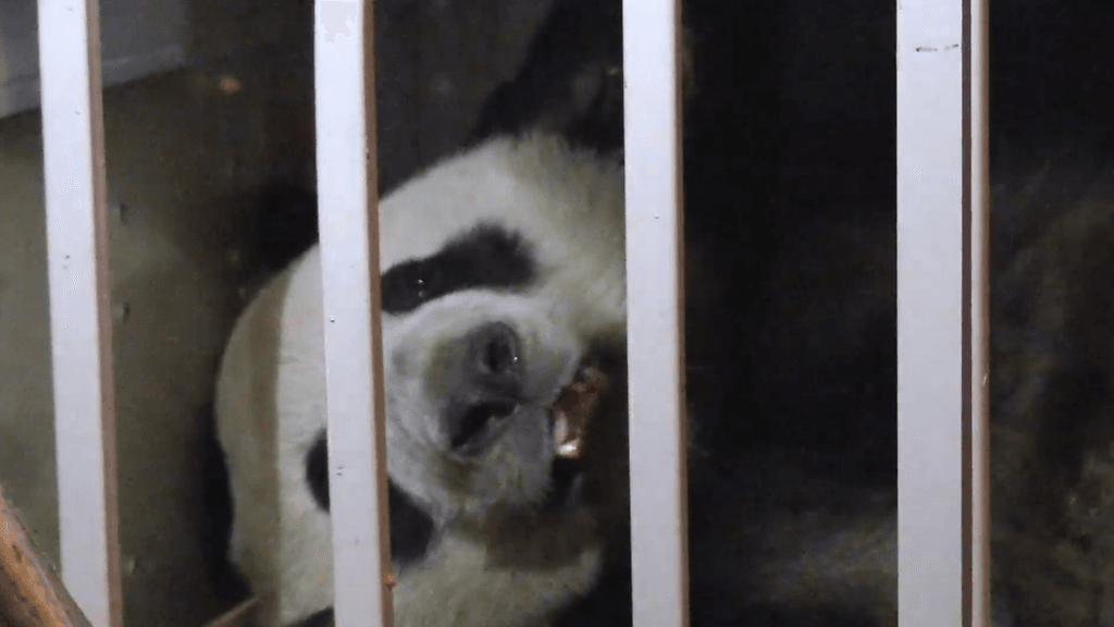 Toinen pandoista mussuttelee tyytyväisenä bambua poskeensa heti Suomeen laskeutumise jälkeen.