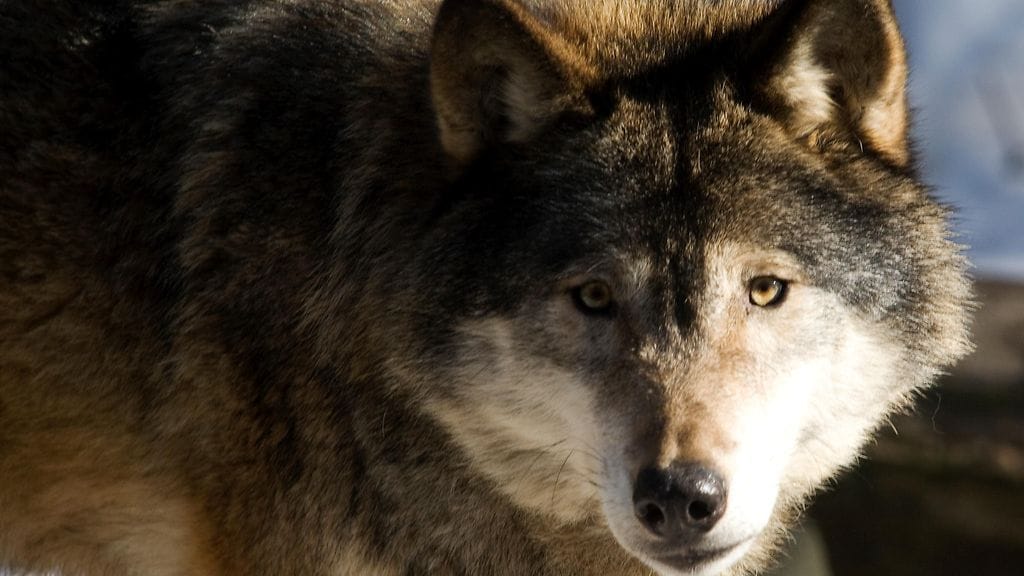 Norjan susikanta on 56 yksilöä, joista 42 aiotaan kaataa käynnissä olevassa jahdissa.