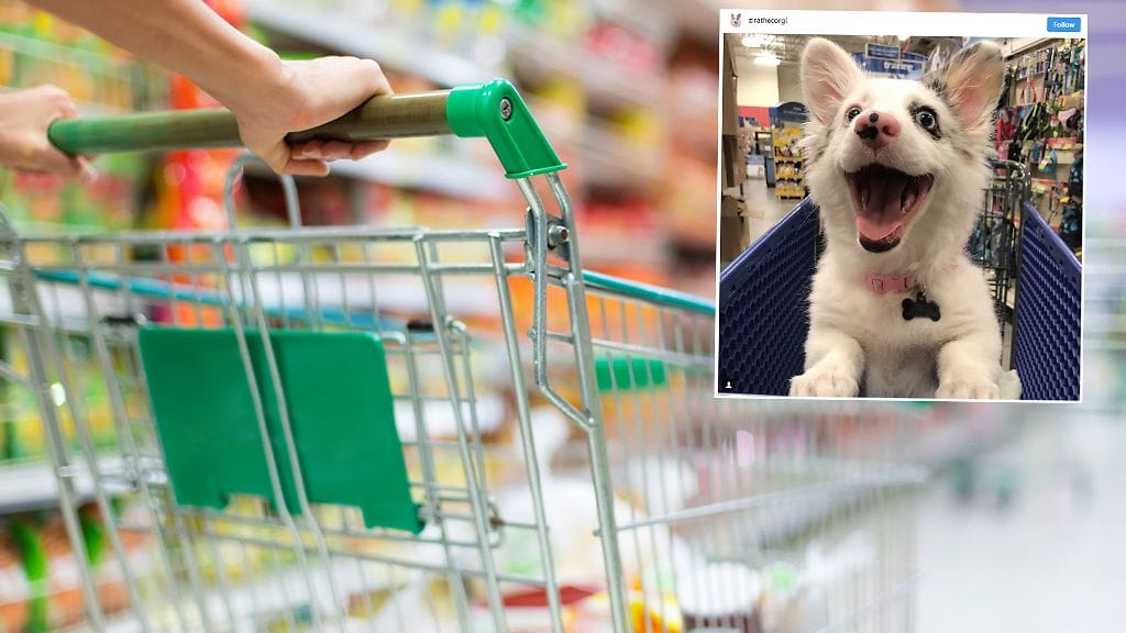 Zira-koiran kauppareissu nostaa hymyn huulille.