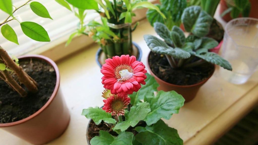 Huonekasveja koskenut pyyntö paljastui edemenneen vaimon pilaksi.