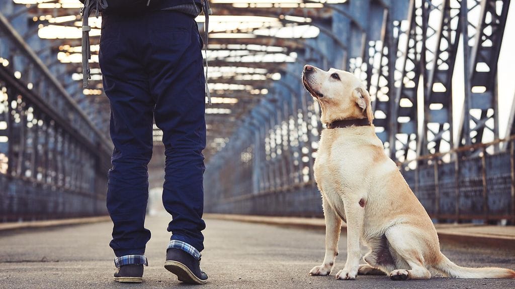 Moni omistaja kertoe lemmikille asioita, joita ei tunnustanut kellekään muille. Kuvituskuva.
