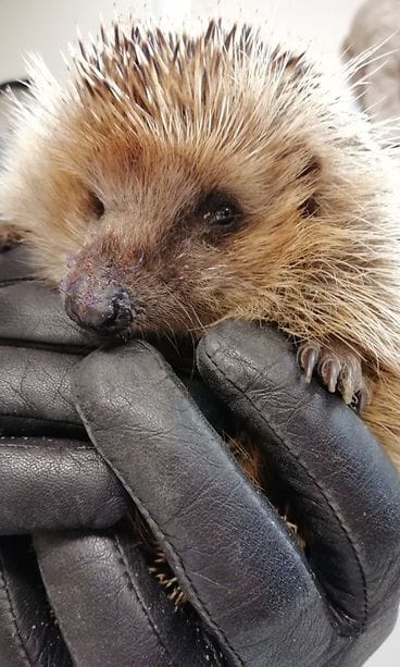 Risto-siilin kuono saatiin tikattua.