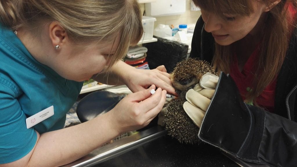 Risto-siili eläinlääkärissä hoidossa. Lääkäri Ilona Kuoppamäki vasemmalla, avustajana Heli Pyylampi.