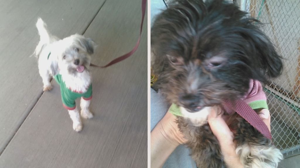 Koirat olivat mediatietojen mukaan hyväkuntoisia.