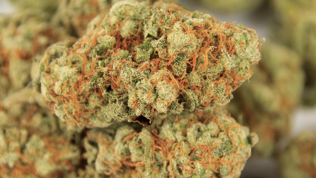 Marihuanan käyttö lääkkeenä on jo sallittua monessa osavaltiossa Yhdysvalloissa.