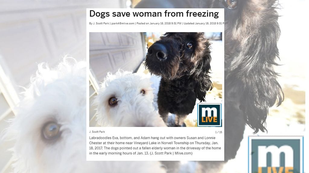 Labradoodlet Adam ja Eva pelastivat 80-vuoiaan naisen. Adam on koirista tummempi. Kuvan lähde mlive.com