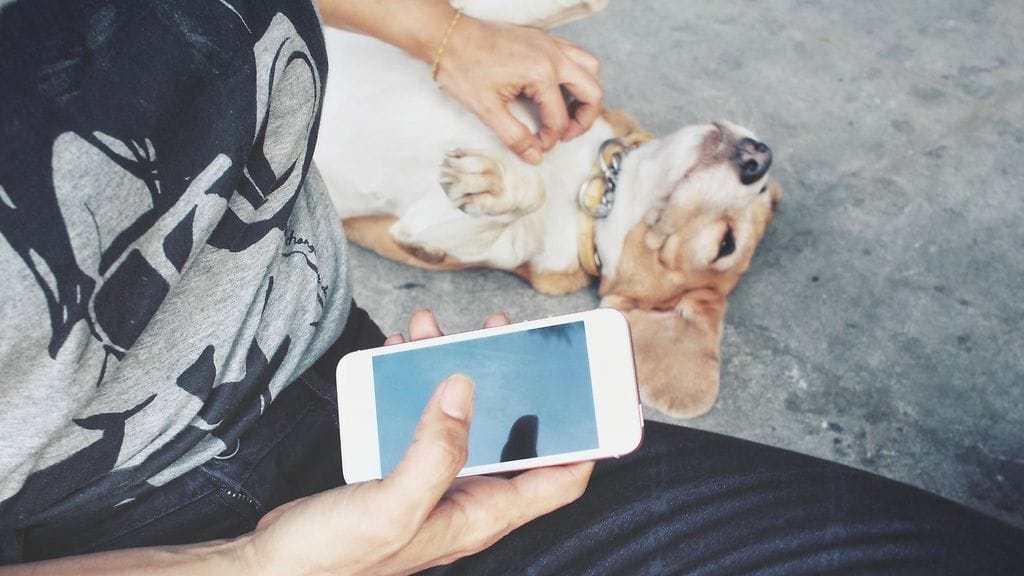 Tinderin avulla kotia etsineen koiran tarina päättyi onellisesti.