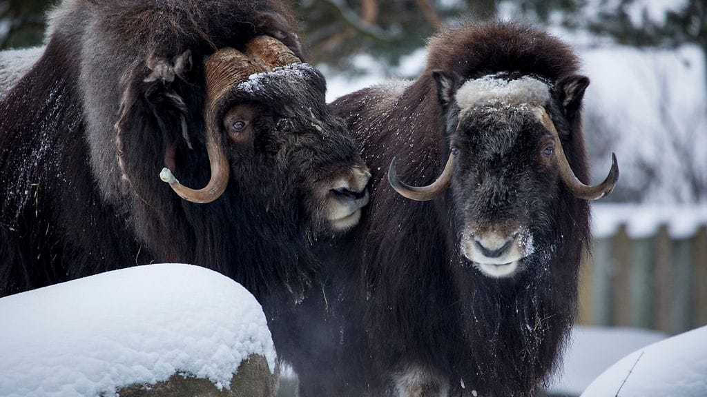 Nyt uros on yksin tarhassaan, mutta sille yritetään löytää uutta puolisoa.