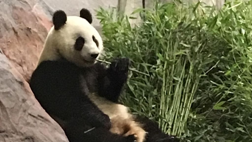 Naaraspanda Lumi ottaa rennosti Ähtärin eläinpuistossa 24. tammikuuta 2018.
