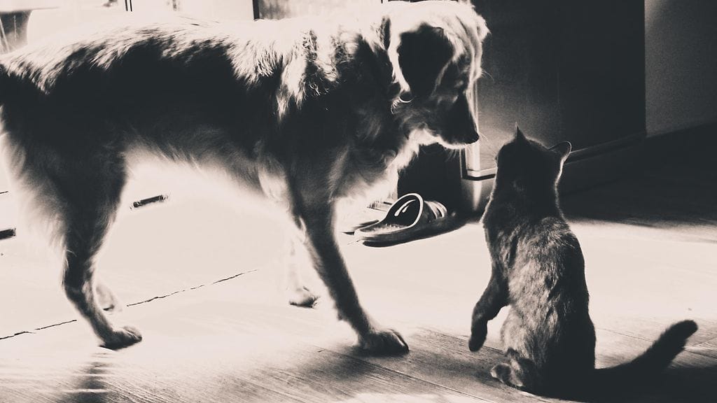 Sekä kissat että koirat suosivat toista tassua – ainakin toisinaan!