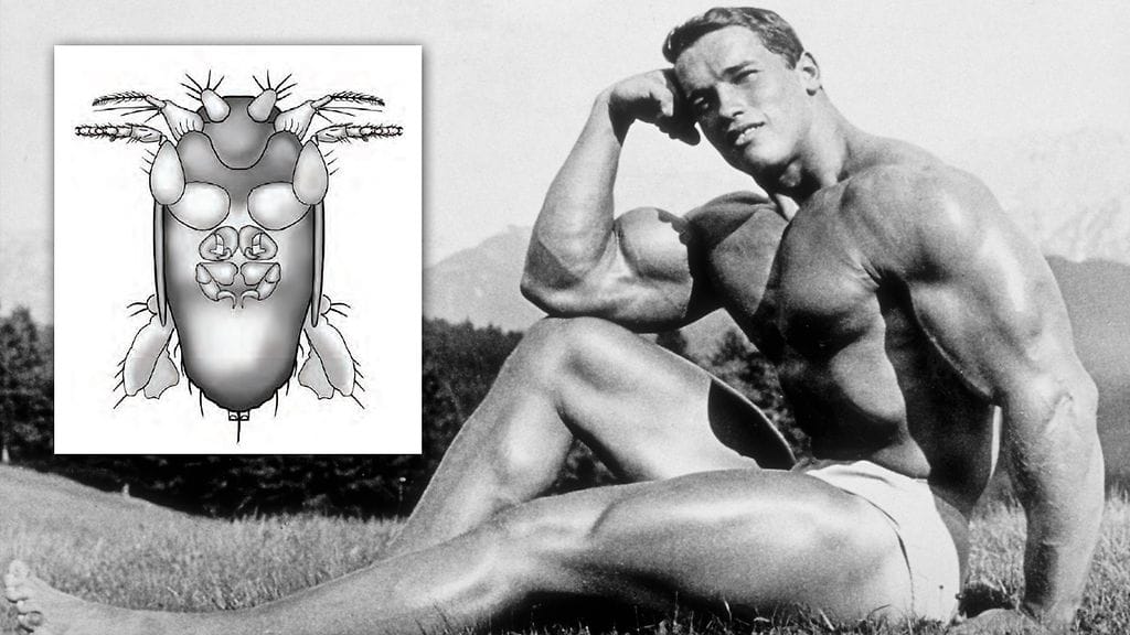 Arnold Shwarzenegger ja uusi kärpänen, kuin kaksi marjaa?