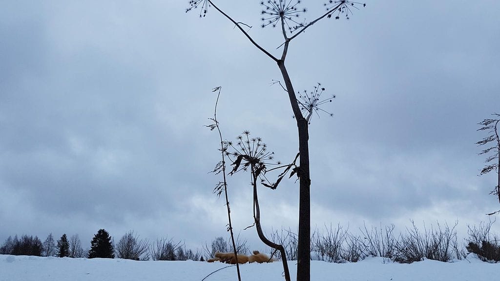 Lukijan kuva Uuraisilta.