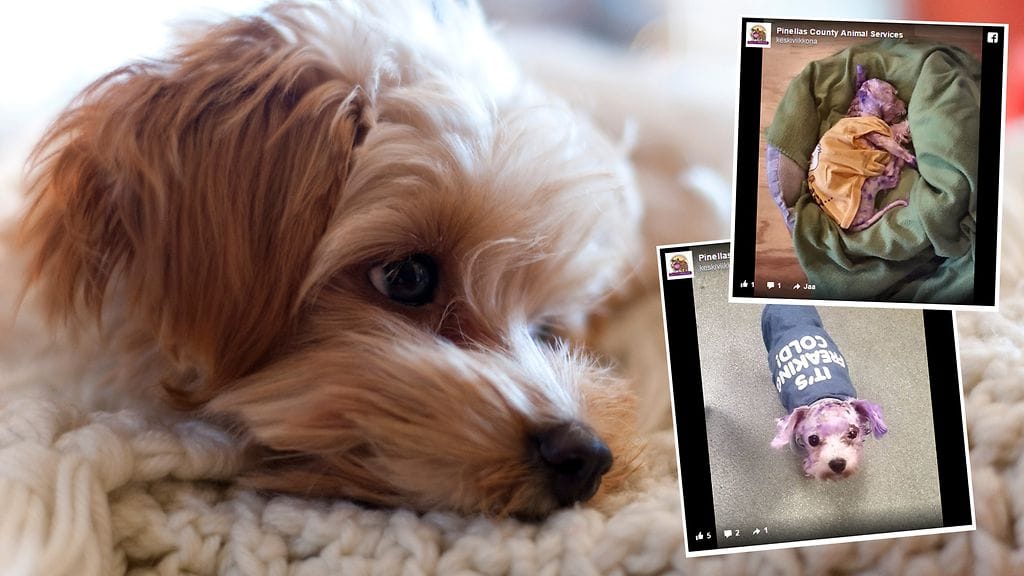 Koiralle oli käydä hyvin huonosti omistajan värjättyä sen violetiksi.