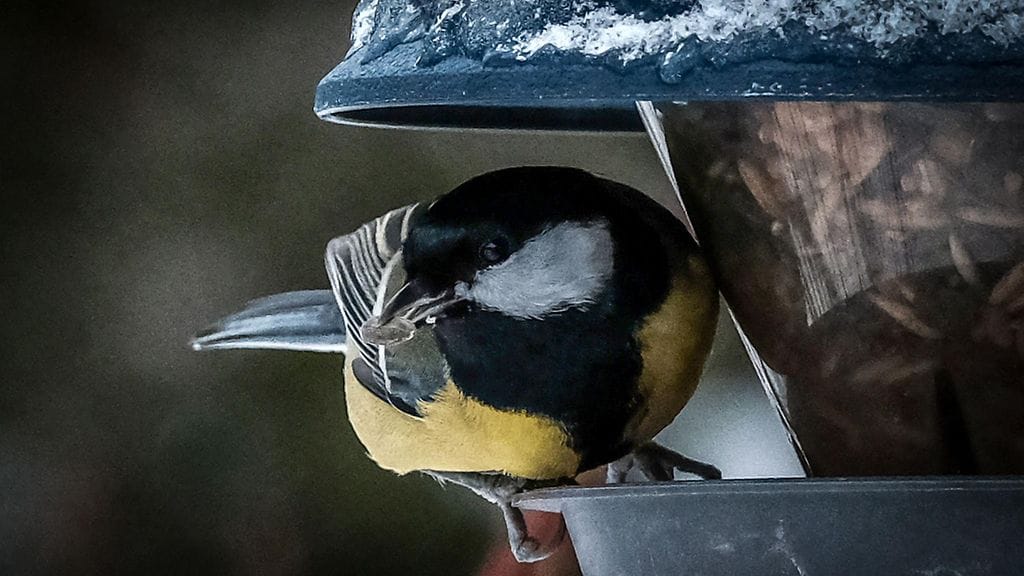 Tärkeintä on osallistuminen ja havaintojen ilmoittaminen, vaikka havaintona olisi yksi lintu.