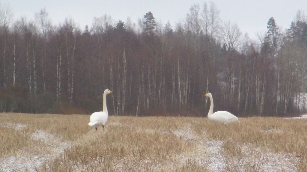 Laulujoutsenenet tepastelivat pellolla Lohjalla 28.1.