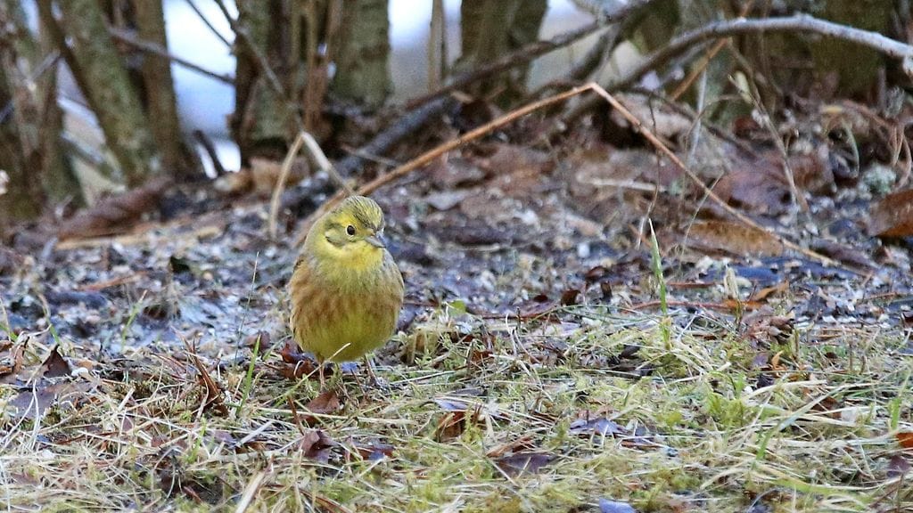 keltasirkku, Esko Kuosmanen