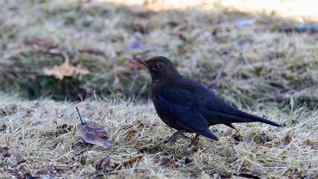 Mustarastas, Esko Kuosmanen, Nummela