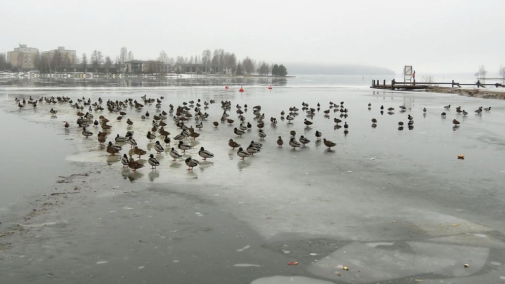 Sorsat, Kalevi Elmala, Lahti