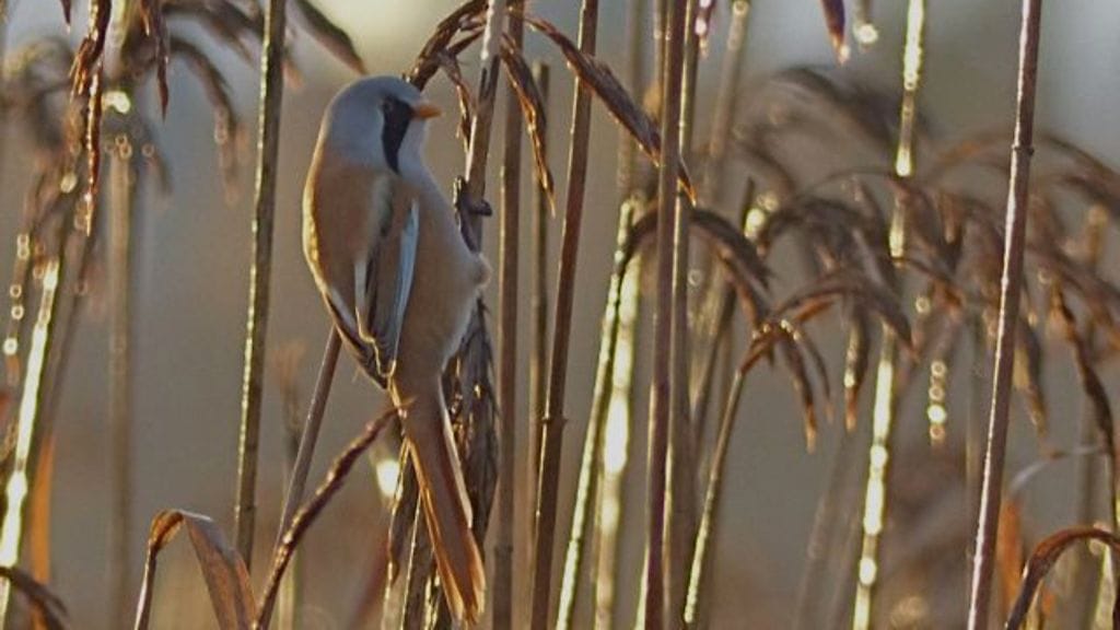 viiksitimali, Markku Mäkelä, Espoo