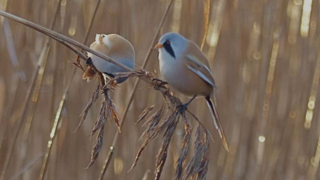 Viiksitimalit ruokailemassa Espoossa. Kuva: Markku Mäkelä.