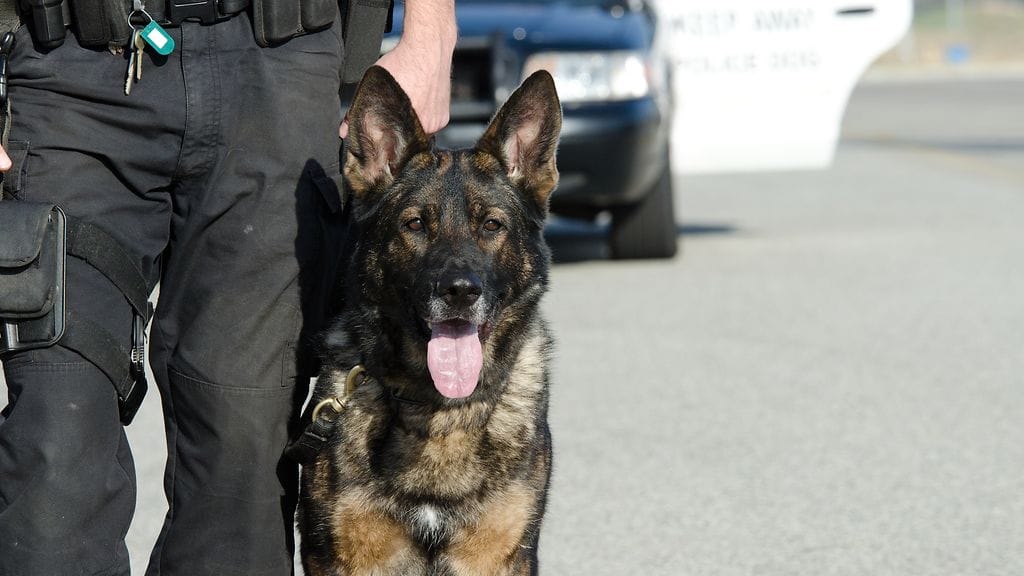 Rohkea Finn ei luovuttanut, vaikka rikoksesta epäilty puukotti eläintä rintaan ja päähän. Kuvituskuva.