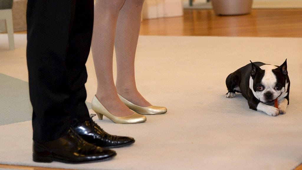 Tasavallan presidentti Sauli Niinistö ja puolisonsa Jenni Haukio vastaanottivat perinteiset joulutervehdykset presidentin virka-asunnolla Mäntyniemessä Helsingissä torstaina 17. joulukuuta 2015. Myös presidenttiparin Lennu-koira osallistui tilaisuuteen.