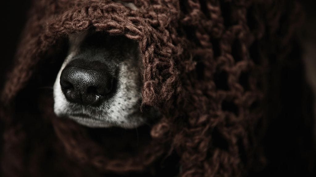 Perheen lemmikkikoira kävi juomassa hulvattomasti peittoon kääriytyneenä. Kuvituskuva.