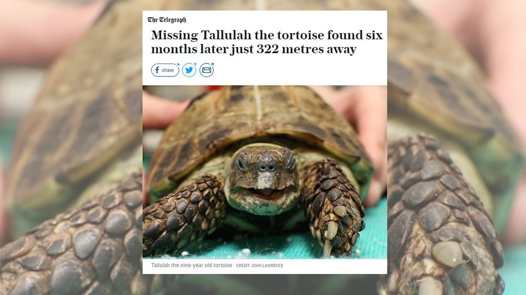 Tallulah-kilpikonna pääsi pakenemaan aidassa olleen reiän vuoksi. Kuvanlähde The Telegraph