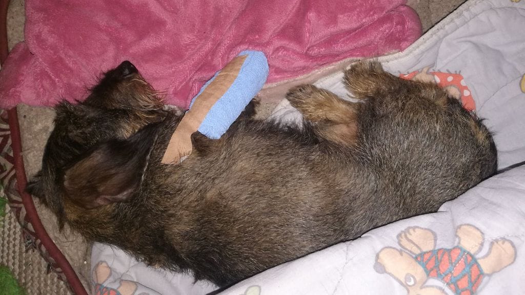 Kääpiömäyräkoira Rainon tassuun tuli pipi, kun skootteri ajoi sen yli.