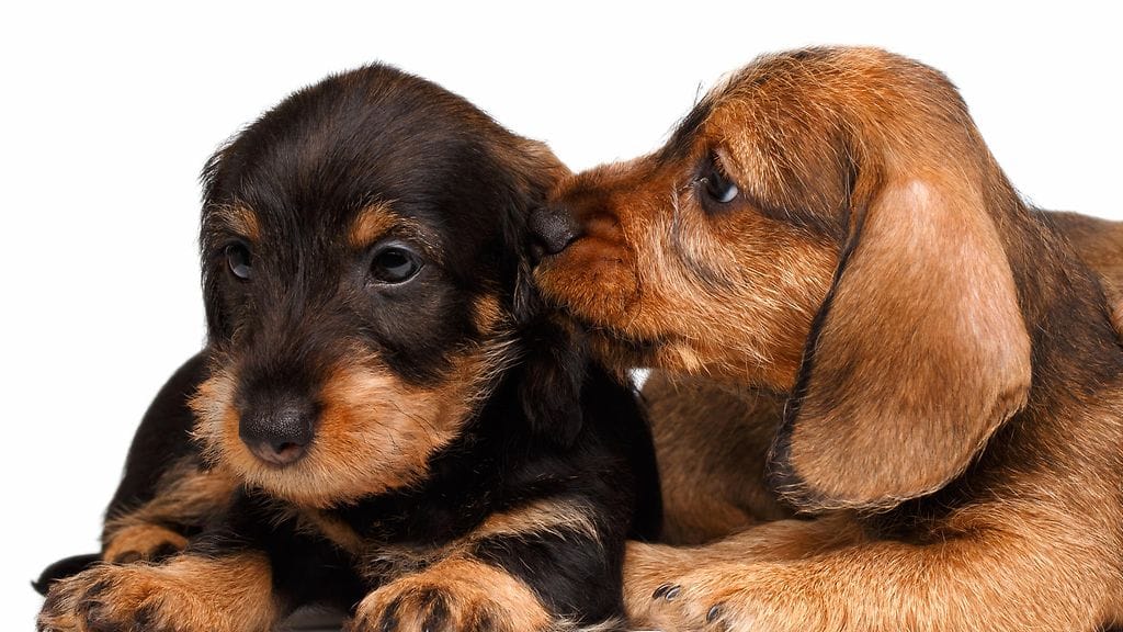 Tytär halusi ilahduttaa äitiään uudella koiranpennulla, mutta ei tiennyt äitinsä suunnittelevan samanlaista yllätystä tyttärelleen. Kuvituskuva.