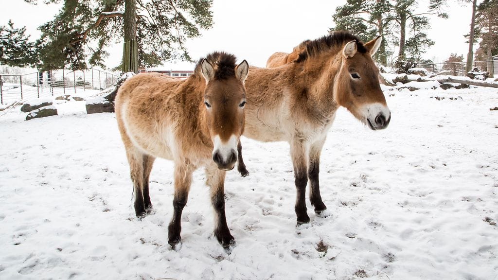 Hevosista tulisi ensimmäiset suomalaisvahvistukset Mongolian aroilla.