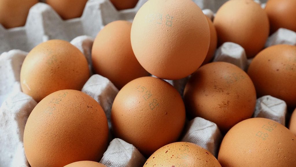 Norjan olympiajoukkue sai kananmunia kymmenkertaisen määrän suunnittelemaansa nähden.