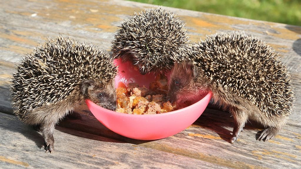 siili, siilit, ruokinta