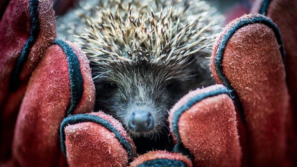 Britannian siilikanta on romahtanut 2000-luvulla.