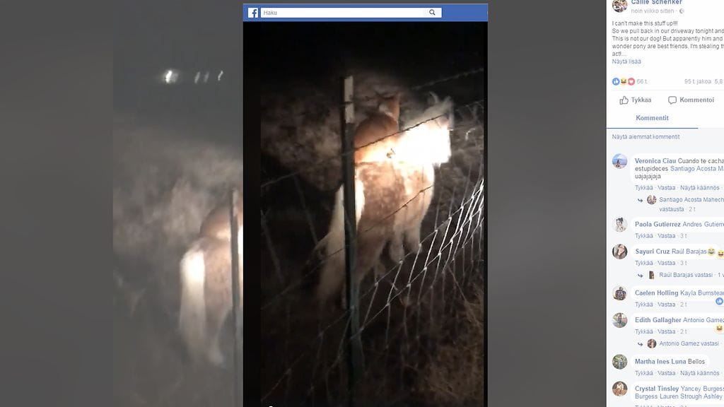 Amerikkalainen Callie Schenker, 22, kohtasi kotiin palatessaan erikoisen näyn. Kuvan lähde Facebook