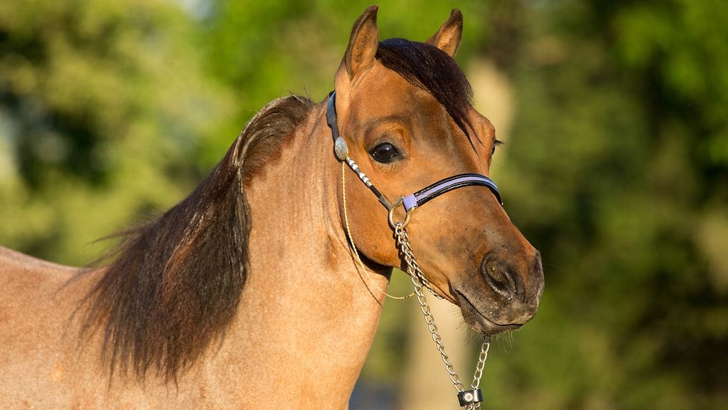 Amerikanminiatyyrihevonen on yksi maailman pienimpiä hevosrotuja. Kuvituskuva.