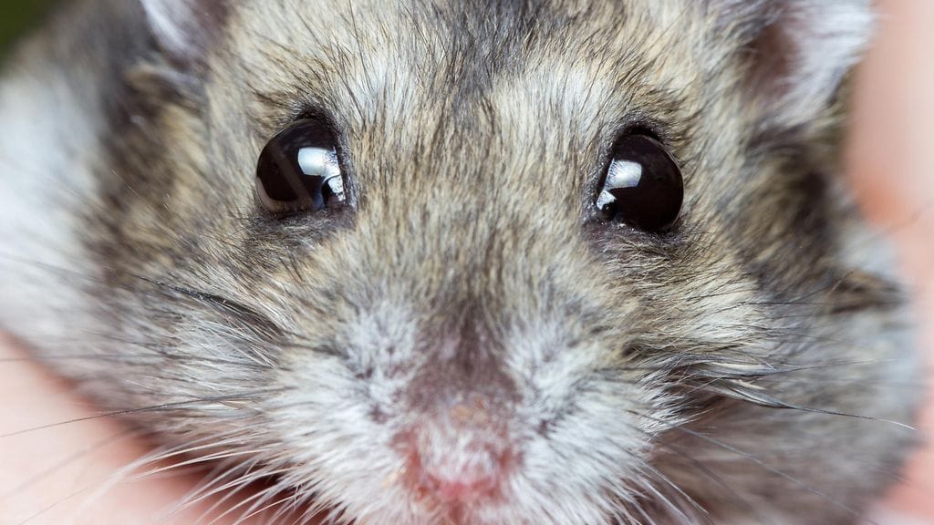 Pebbles koki loppunsa baltimorelaisen lentokentän vessassa. Kuvituskuva, kuvan hamsteri ei liity tapaukseen.