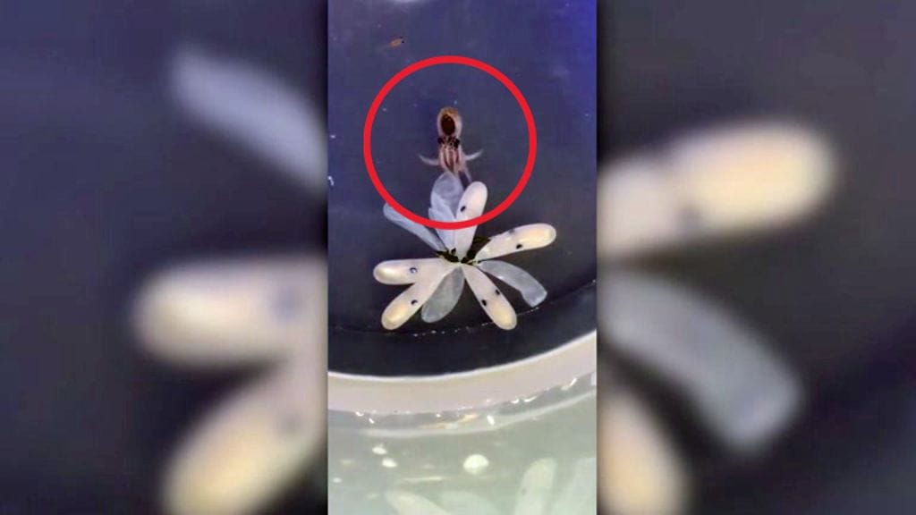 Mustekala vaihtoi väriään heti synnyttyään.