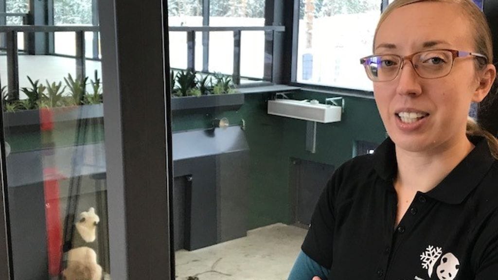 Oma Eläinlääkäri Heini Niinimäki pandat pyry lumi Ähtäri