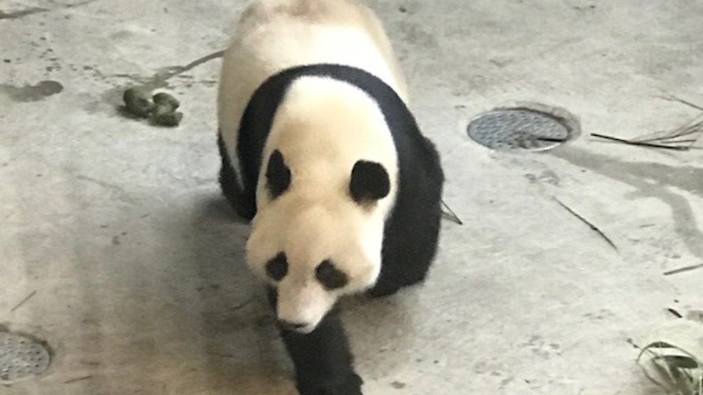 Oma Pyry kulkee pandat pyry lumi Ähtäri