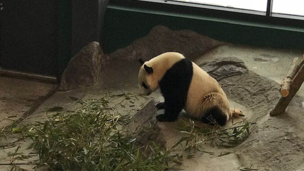 Oma Pyry merkkaa pandat pyry lumi Ähtäri